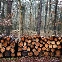 Parownica a drewno: kiedy bezpieczna? Uniknij kosztownych błędów!