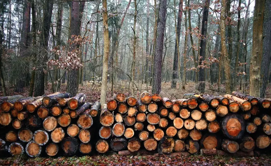 Parownica a drewno: kiedy bezpieczna? Uniknij kosztownych błędów!